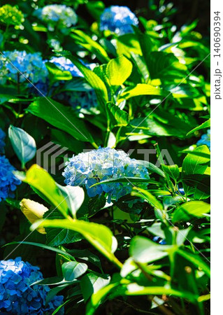 紫陽花 紫陽花 140690394