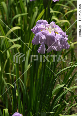 三夕の感・花菖蒲 三夕の感・花菖蒲 140690400