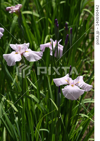 花菖蒲 140690442
