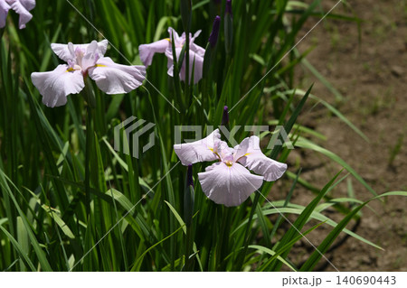 花菖蒲 140690443