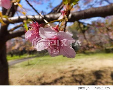 サクラの花 140690469