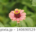 冠をつけた百日草 140690529