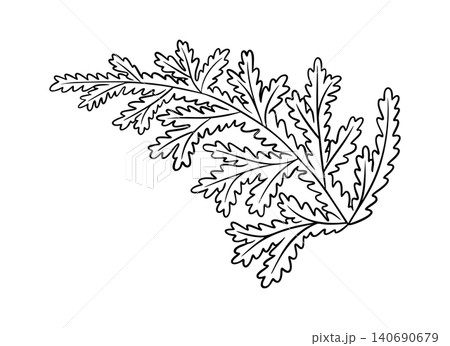 Leaf of fern textured vector botanical illustration in line art style. Hand drawn black and white element of forest prehistoric plant. Perfect for the use of ecological material and modern designs. 140690679