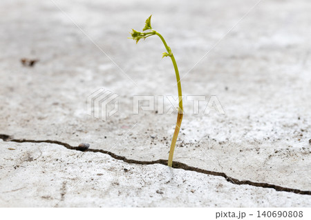 コンクリートの亀裂から伸びるヤブガラシの芽 コンクリートの亀裂から伸びるヤブガラシの芽 140690808