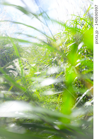 そよ風に揺れる夏草の道 奥大山 そよ風に揺れる夏草の道 奥大山 140690997