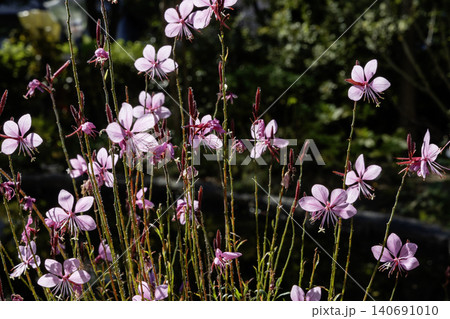 秋の花、ハクチョウソウ咲く風景 秋の花、ハクチョウソウ咲く風景 140691010