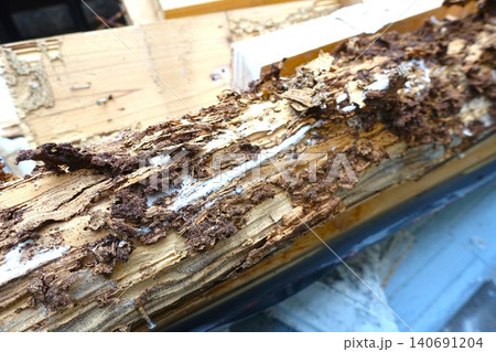 シロアリの被害を受けた住宅の柱 シロアリの被害を受けた住宅の柱 140691204
