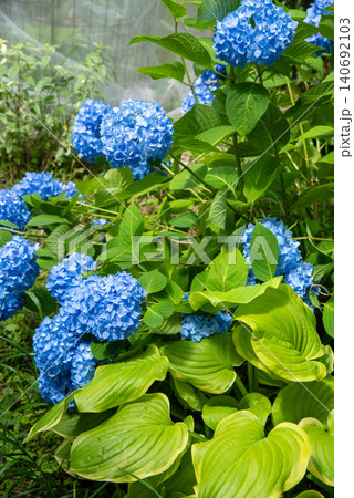 紫陽花とギボウシ 紫陽花とギボウシ 140692103
