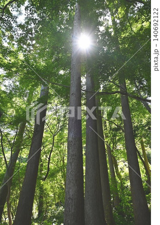 森の静寂 森の静寂 140692122