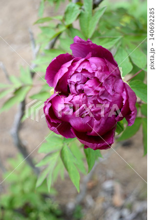 ぼたんの花 ぼたんの花 140692285