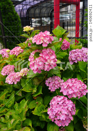 紫陽花 紫陽花 140692411
