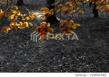 林の一隅に差す日差しと柿の葉の紅葉風景 林の一隅に差す日差しと柿の葉の紅葉風景 140692560
