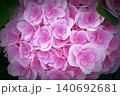 紫陽花 140692681