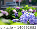 紫陽花 140692682