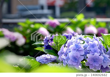 紫陽花 140692682