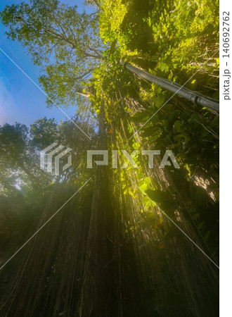 Shot from the bottom of a cenote towards the lush vegetation of plants and roots with a blue sky in the background. Shot from the bottom of a cenote towards the lush vegetation of plants and roots with a blue sky in the background. 140692762
