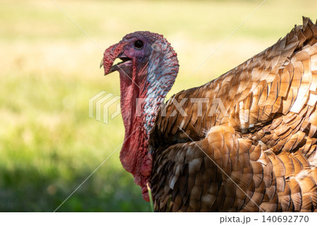 Turkey in the grass on the farm in a sunny summer morning 140692770