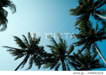Palm trees reach towards the sky in Bali during sunny weather Palm trees reach towards the sky in Bali during sunny weather 140692828