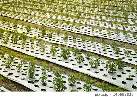 Green plants grow in neat rows on a farm in Bali 140692839