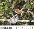 ワイヤーにとまる一羽のスズメのクローズアップ 140692923