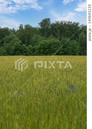 Green wheat field with forest in the background under a blue sky Green wheat field with forest in the background under a blue sky 140693238