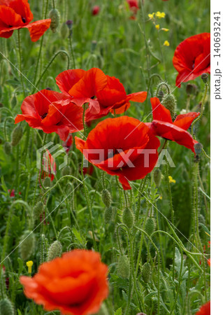 Close-up of vibrant red poppies in a green meadow Close-up of vibrant red poppies in a green meadow 140693241