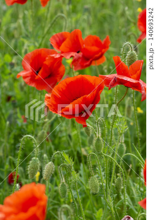 Blooming red poppies in a green field Blooming red poppies in a green field 140693242