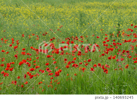 Field of red poppies and yellow wildflowers in spring Field of red poppies and yellow wildflowers in spring 140693245