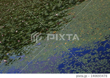 上の原 お松の池 蓮の花 上の原 お松の池 蓮の花 140693478