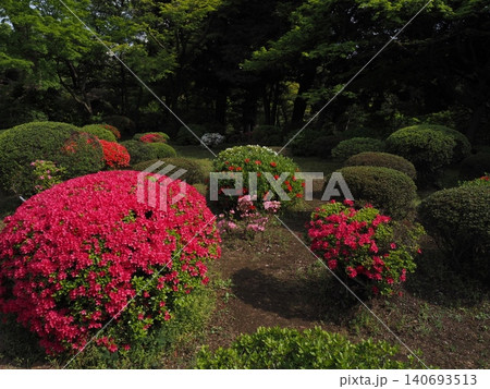 旧古河庭園の赤いツツジの花 旧古河庭園の赤いツツジの花 140693513