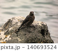 岩の上でこちらを見るイソヒヨドリ 140693524