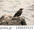 海辺の岩に立つイソヒヨドリの幼鳥 140693525