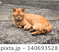 港でくつろぐ茶トラ猫 140693528