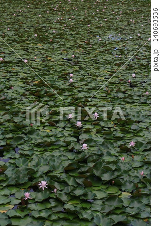 上の原 お松の池 蓮の花 上の原 お松の池 蓮の花 140693536