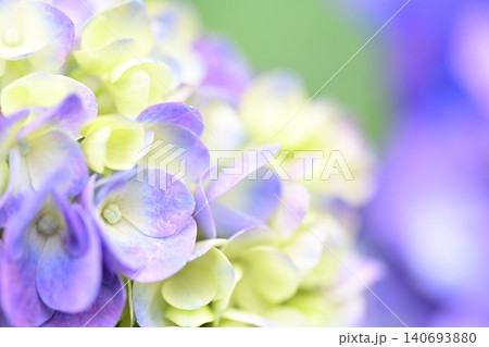 薄紫色の紫陽花のクローズアップ 薄紫色の紫陽花のクローズアップ 140693880