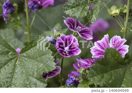 Close-up of bright purple mallow flowers blooming in a summer garden. Group of wild malva sylvestris blossoms with dark veins on petals, soft bokeh background. Detailed floral macro photography. Close-up of bright purple mallow flowers blooming in a summer garden. Group of wild malva sylvestris blossoms with dark veins on petals, soft bokeh background. Detailed floral macro photography. 140694099
