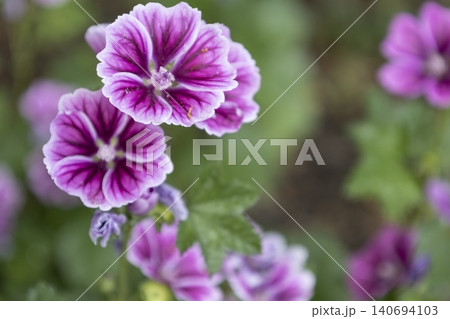 Close-up of bright purple mallow flowers blooming in a summer garden. Group of wild malva sylvestris blossoms with dark veins on petals, soft bokeh background. Detailed floral macro photography. Close-up of bright purple mallow flowers blooming in a summer garden. Group of wild malva sylvestris blossoms with dark veins on petals, soft bokeh background. Detailed floral macro photography. 140694103