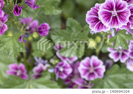 Top view of bright purple mallow flowers blooming in a summer garden. Malva sylvestris bush with green leaves and pink striped blossoms in soft focus bokeh background. Natural floral backdrop. Top view of bright purple mallow flowers blooming in a summer garden. Malva sylvestris bush with green leaves and pink striped blossoms in soft focus bokeh background. Natural floral backdrop. 140694104