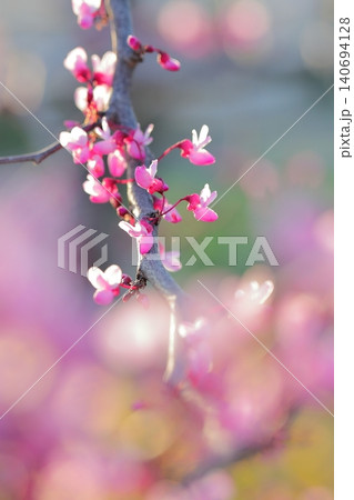 ハナズオウの花びらと美しいボケ味の背景 ハナズオウの花びらと美しいボケ味の背景 140694128