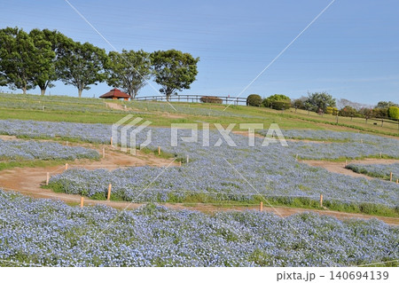 ネモフィラ 開放感あふれるお花畑の風景(愛知牧場 愛知県 日進市) ネモフィラ 開放感あふれるお花畑の風景(愛知牧場 愛知県 日進市) 140694139