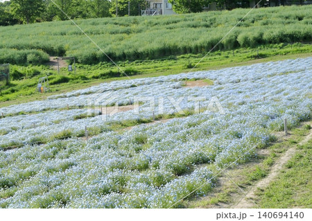 ネモフィラ 開放感あふれるお花畑の風景(愛知牧場 愛知県 日進市) ネモフィラ 開放感あふれるお花畑の風景(愛知牧場 愛知県 日進市) 140694140