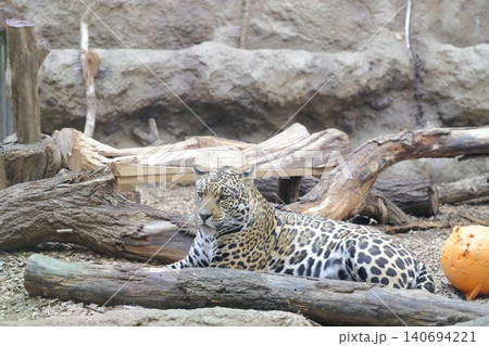 美しい毛並みのジャガー(東山動植物園 愛知県名古屋市) 美しい毛並みのジャガー(東山動植物園 愛知県名古屋市) 140694221