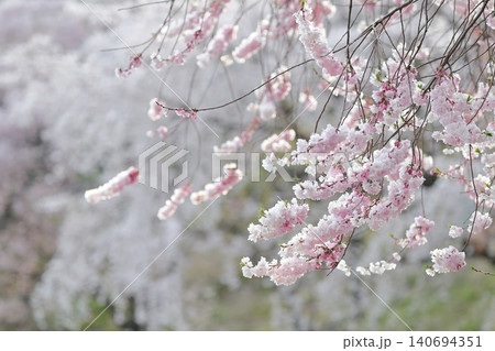桜　淡いピンクの小花と繊細な枝ぶりが織りなす春の風景（東山動植物園　愛知県 名古屋市） 140694351