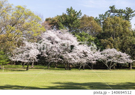 出雲大社の境内に咲く満開の桜と春の自然風景 出雲大社の境内に咲く満開の桜と春の自然風景 140694512
