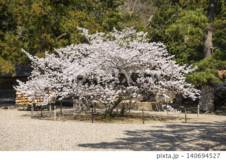 出雲大社周辺に広がる桜と緑が美しい春景色 出雲大社周辺に広がる桜と緑が美しい春景色 140694527