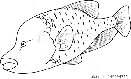 メガネモチノウオ（ナポレオンフィッシュ）の線画イラスト素材　塗り絵用　白黒　手書き風　教材・脳トレ素 140694755