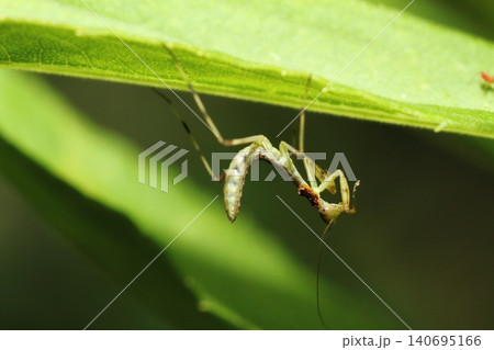 カマキリの幼虫のクローズアップ（ハラビロカマキリと思われる） 140695166
