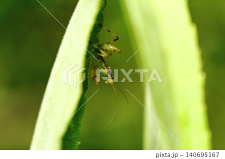 カマキリの幼虫のクローズアップ(ハラビロカマキリと思われる) カマキリの幼虫のクローズアップ(ハラビロカマキリと思われる) 140695167