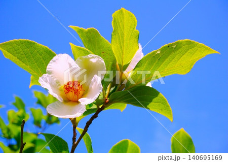 夏の青空に咲く白い夏椿の花 夏の青空に咲く白い夏椿の花 140695169