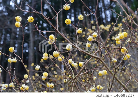 ミツマタ 和紙の原料としても知られる独特な球状のフォルムを持つ植物 ミツマタ 和紙の原料としても知られる独特な球状のフォルムを持つ植物 140695217
